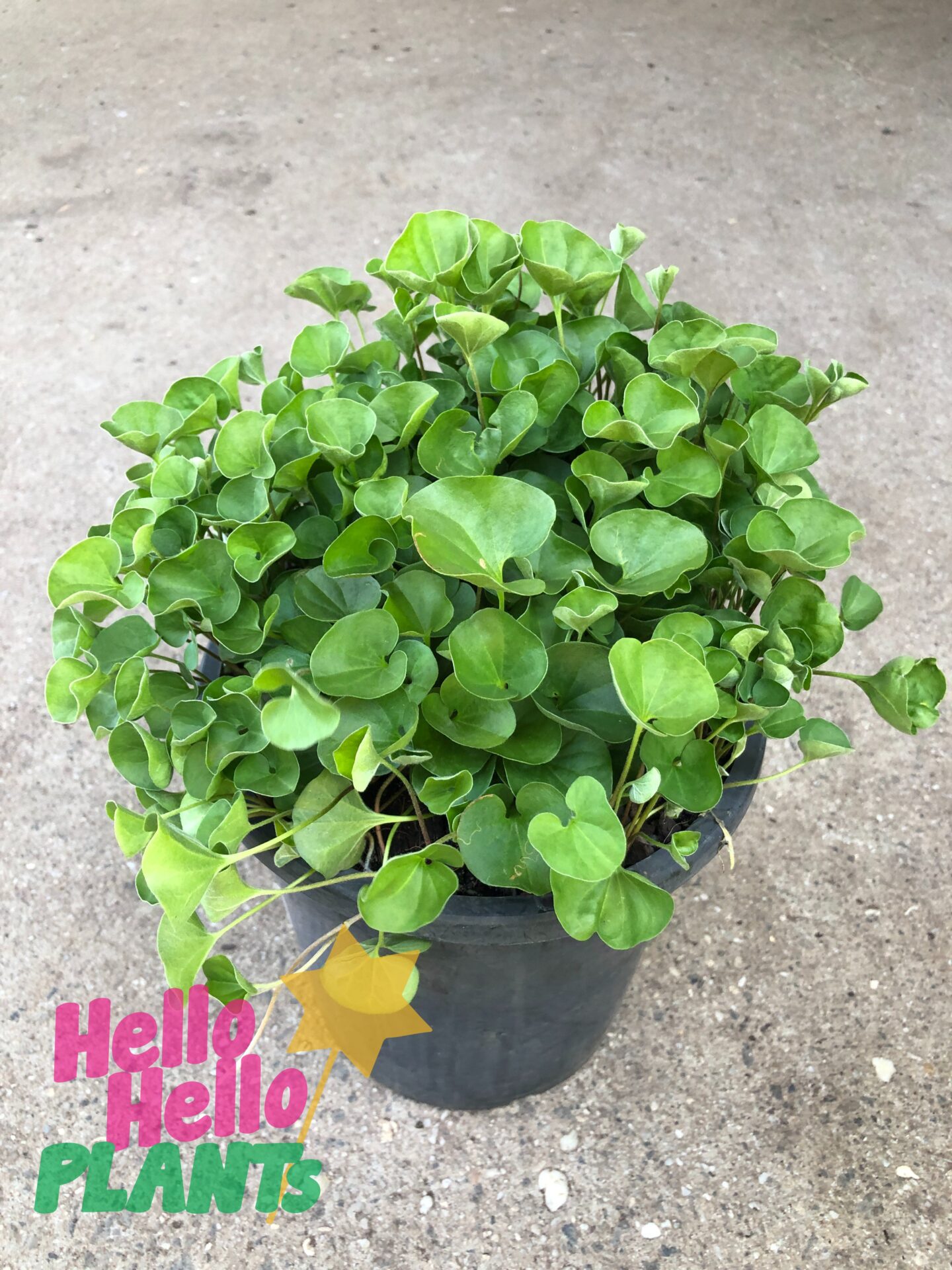 Dichondra repens 6" Pot (Bulk Buy of 12) - Image 6