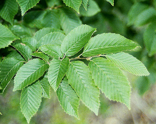 Carpinus 'European Hornbeam' Tree 10" Pot leaves on a tree.