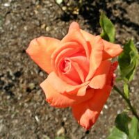 Rose 'Command Performance' Bush Form