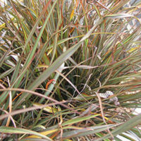 Phormiun 'Jack Spratt' Flax