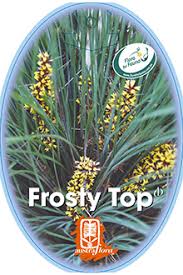 Lomandra 'Frosty Top' 6" Pot - Image 4