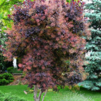 A Cotinus 'Purple Smoke Bush' 10" Pot with red and purple leaves in a garden.
