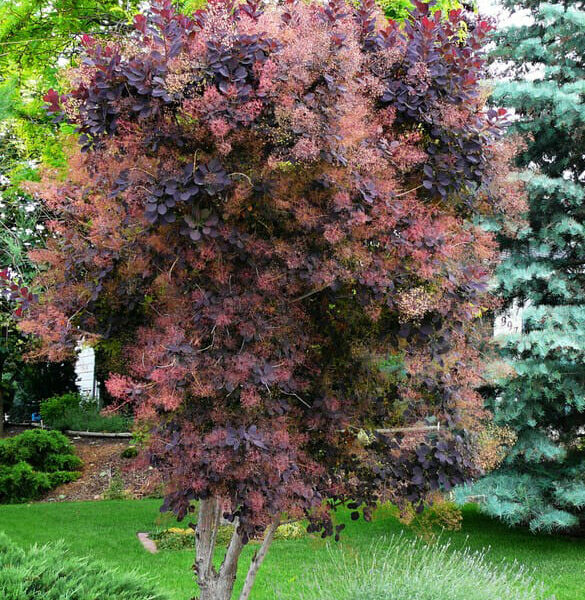 A Cotinus 'Purple Smoke Bush' 10" Pot with red and purple leaves in a garden.