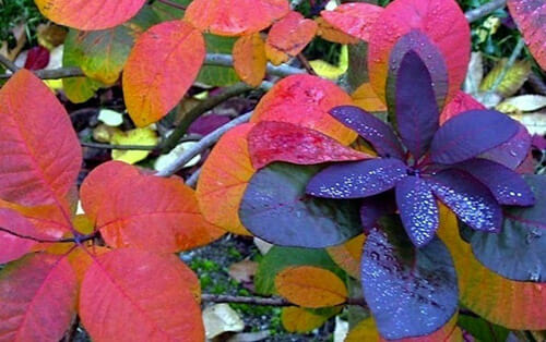 A plant with red, purple, and yellow leaves among Cotinus 'Purple Smoke Bush' 10" Pot.