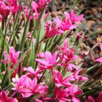 Rhodohypoxis 'Pink'