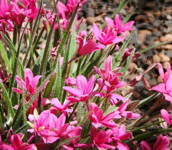 Rhodohypoxis 'Pink'