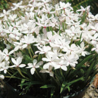 Rhodohypoxis 'White' 3" Pot