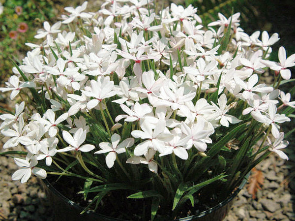Rhodohypoxis 'White' 3" Pot