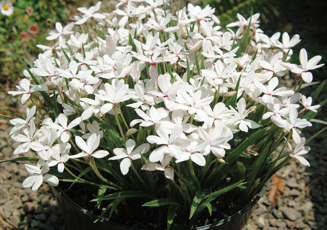 Rhodohypoxis 'White' 3" Pot