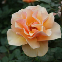 Rose 'Brandy'