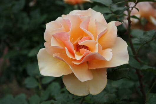 Rose 'Brandy'