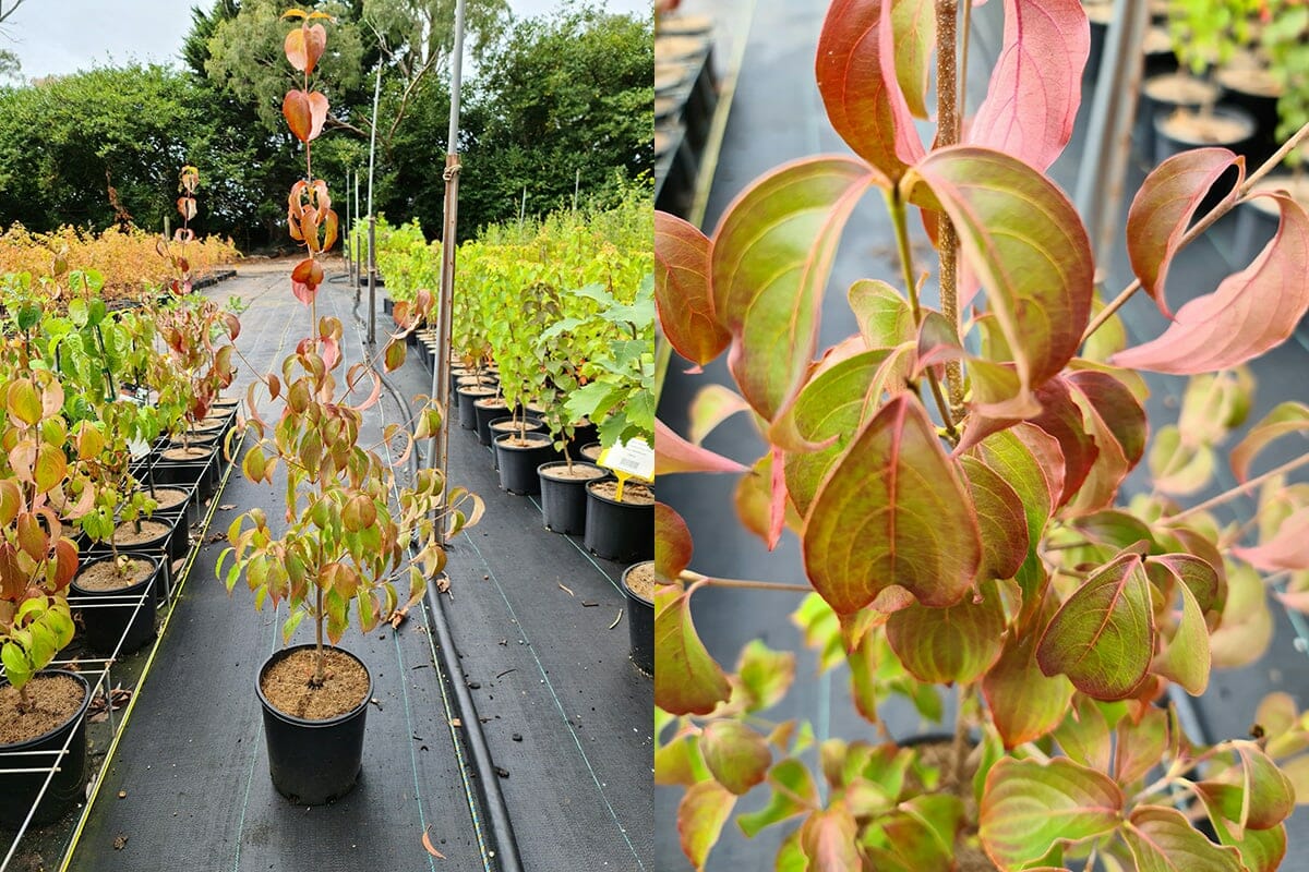 Cornus kousa 'Chinese Dogwood' 8" Pot - Image 3