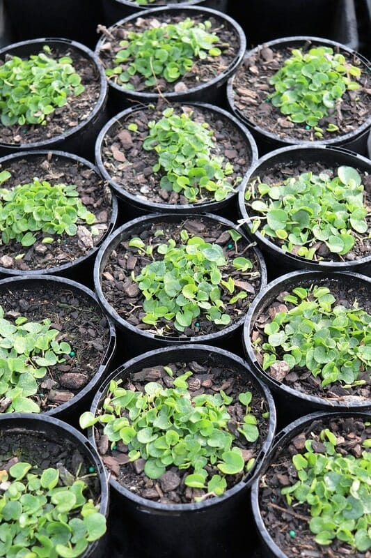 Dichondra repens 6" Pots filled with young Dichondra repens seedlings arranged in rows, each nestled in a 6" pot.