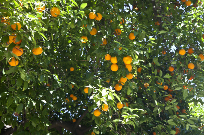 Citrus 'Valencia' Orange (Espaliered) 13" Pot - Image 2