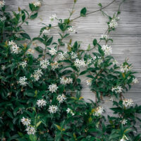 Trachelospermum 'Chinese Star Jasmine' features green leafy vines and clusters of small white flowers growing along a textured gray wooden wall.