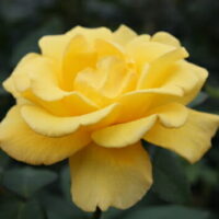 Rose 'Helmut Schmidt'