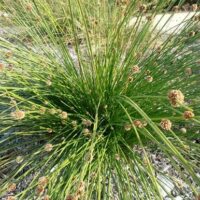 Ficinia 'Knotted Club Rush'