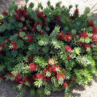 Callistemon "Little John"