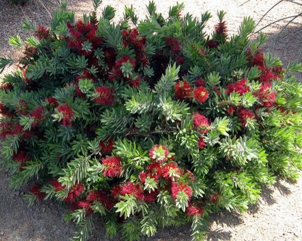 Callistemon "Little John"