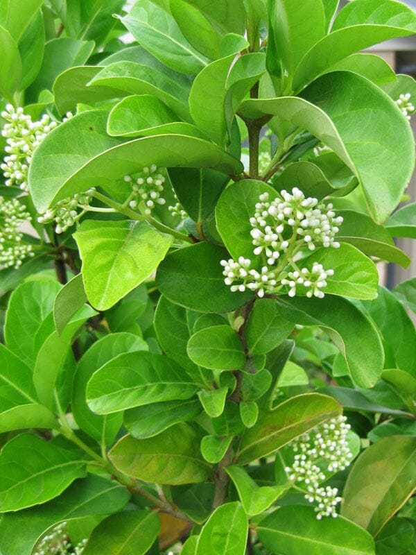 Close-up of a lush green Sweet Viburnum plant, Viburnum odoratissimum 'Sweet', featuring clusters of small white buds nestled among glossy leaves.