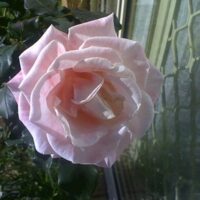 Rose 'Mary Mackillop' Bush Form