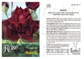 Packaging for the "Rose 'Norita®'" bush form highlights an image of a deep red bloom along with detailed planting instructions. Its elegantly compact growth makes it ideal for gardens of any size, serving as a breathtaking focal point.