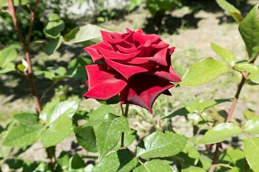 A Rose 'Norita®' Bush Form in full bloom, surrounded by vibrant green leaves, thrives under the warm sunlit garden.