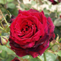 Rose 'Norita®' Bush Form