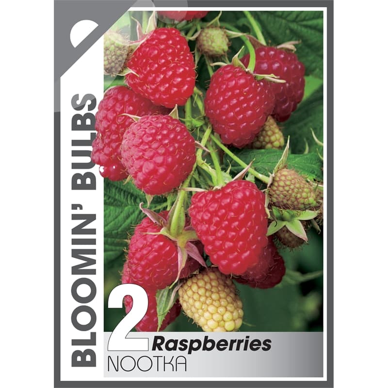 A package from Bloomin' Bulbs featuring a Rubus 'Nootka' Raspberry 6" Pot, highlighting lush ripe red fruit with vibrant leaves.
