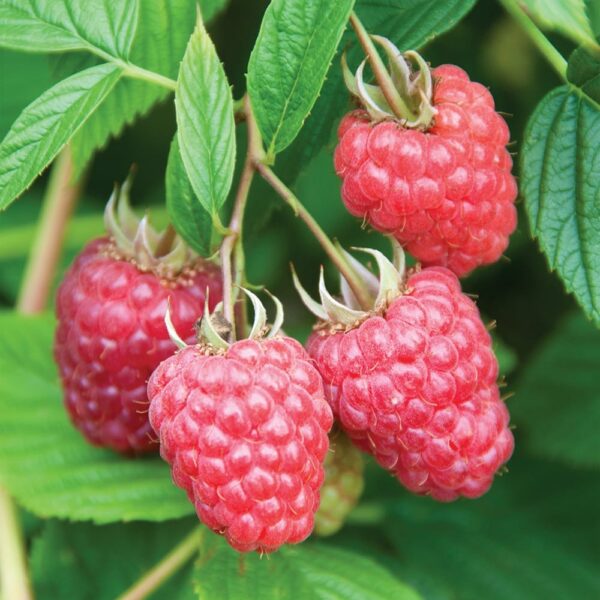 Clusters of ripe red Rubus 'Nootka' raspberries hang from a leafy branch.