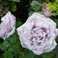 Rose 'Stainless Steel'