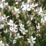 White Gaura
