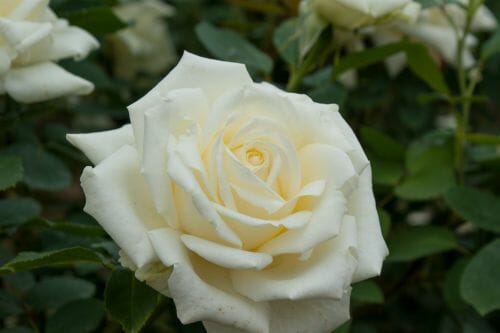 Rose 'Polarstern®'
