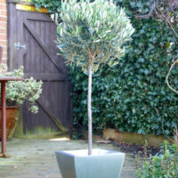 A small Olea 'Manzanillo' Olive 13" Pot 6ft Standard in a garden at Hello Plants.