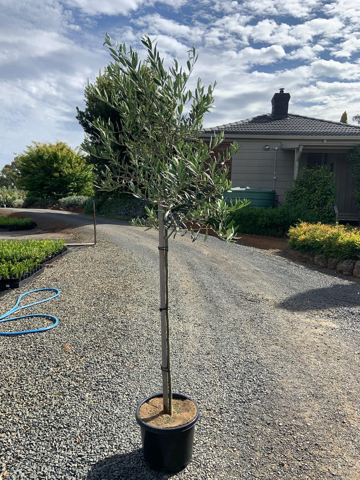 Olea 'Manzanillo' Olive 13" Pot 6ft Standard - Image 2