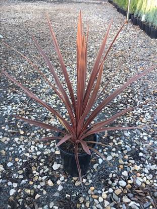 A red Cordyline 'Red Star' 8" Pot plant with long, narrow leaves, growing in a black pot set on a gravel surface.
