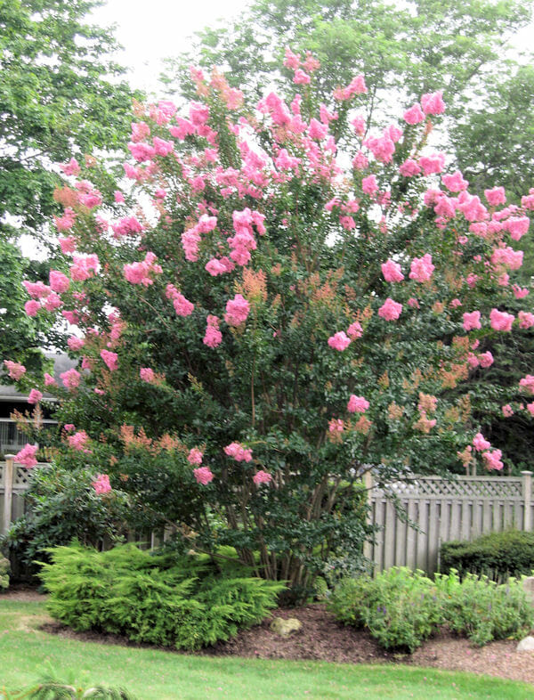 Lagerstroemia 'Sioux' Crepe Myrtle 150L Pot - Image 2