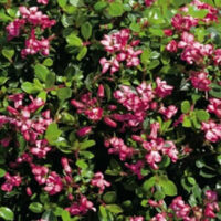 Hello Escallonia 'Pink Pixie' 6" Pot: A bush with pink flowers and green leaves.