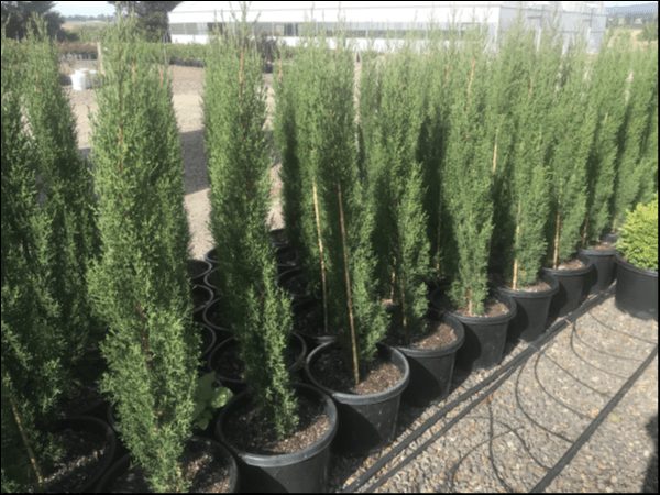 Cupressus 'Glauca Pencil Pine' 12" Pot - Image 3
