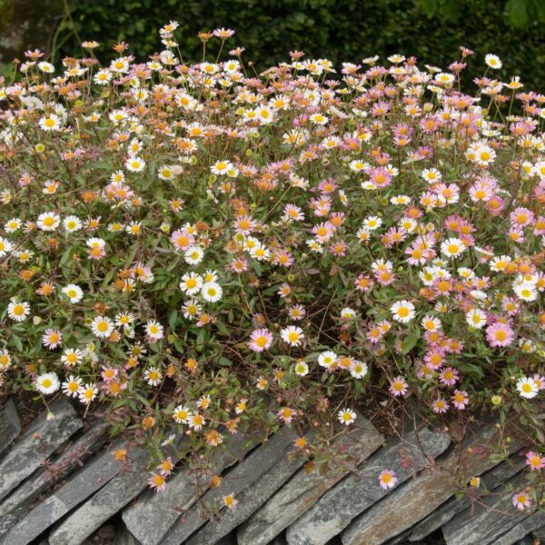 Erigeron 'Seaside Daisy' forms a vibrant ground cover of dense clusters of small white and pink daisy-like flowers cascading over a stacked stone wall, set against lush green foliage.