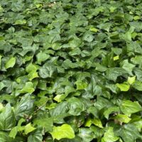 A dense ground cover of Hedera 'Canary Island Ivy' fills the entire frame, showcasing glossy green leaves in various shades.