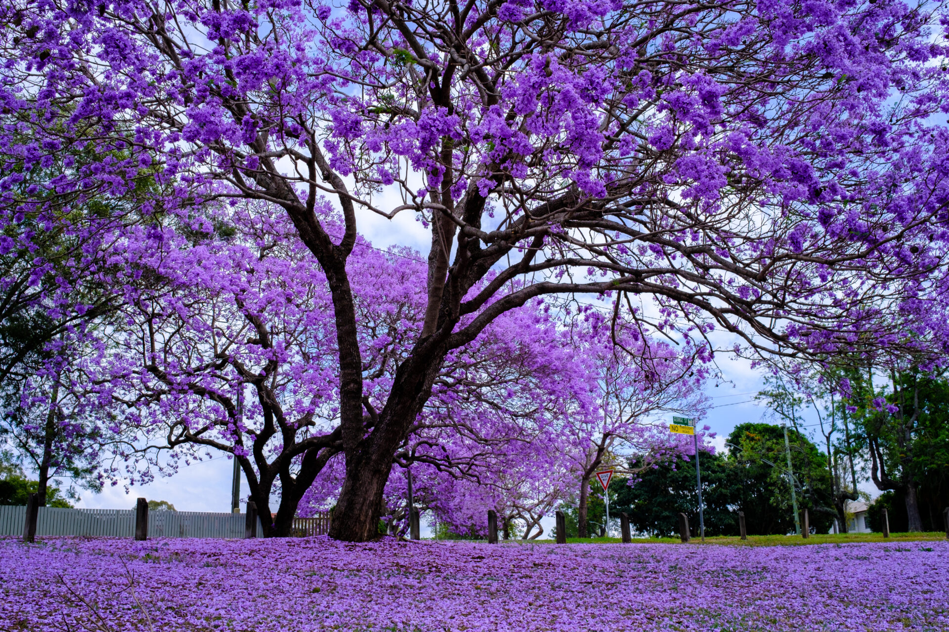 Jacaranda Tree - Image 10