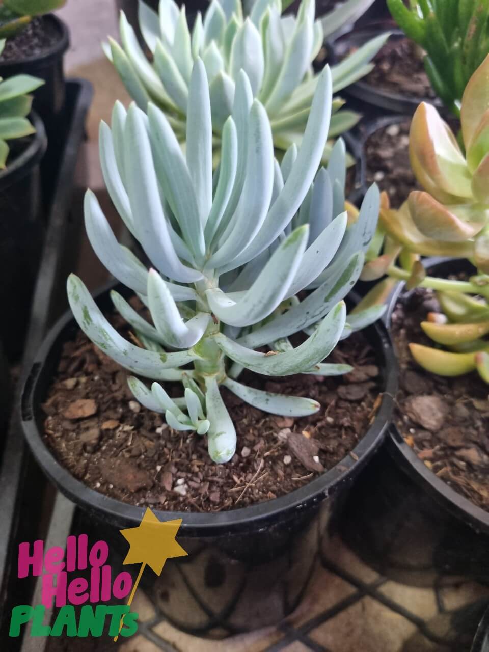 Senecio 'Blue Chalk Sticks' 6" Pot (Bulk Buy of 12) - Image 4