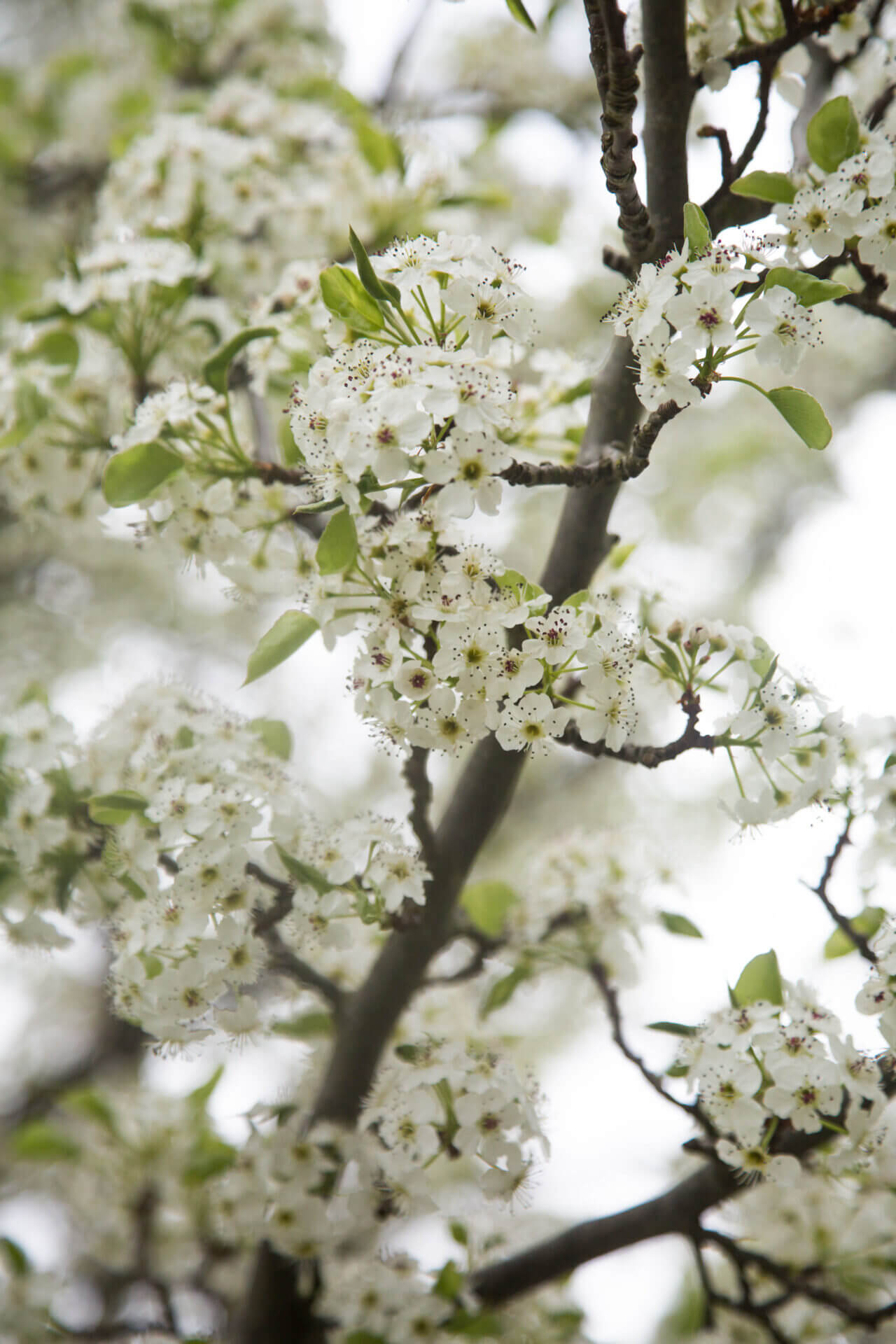 Pyrus 'Aristocrat' Ornamental Pear - Image 7