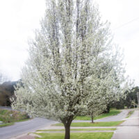 Pyrus calleryana Aristocrat in bloom