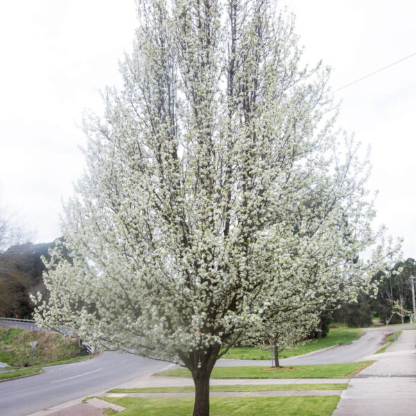 Pyrus calleryana Aristocrat in bloom