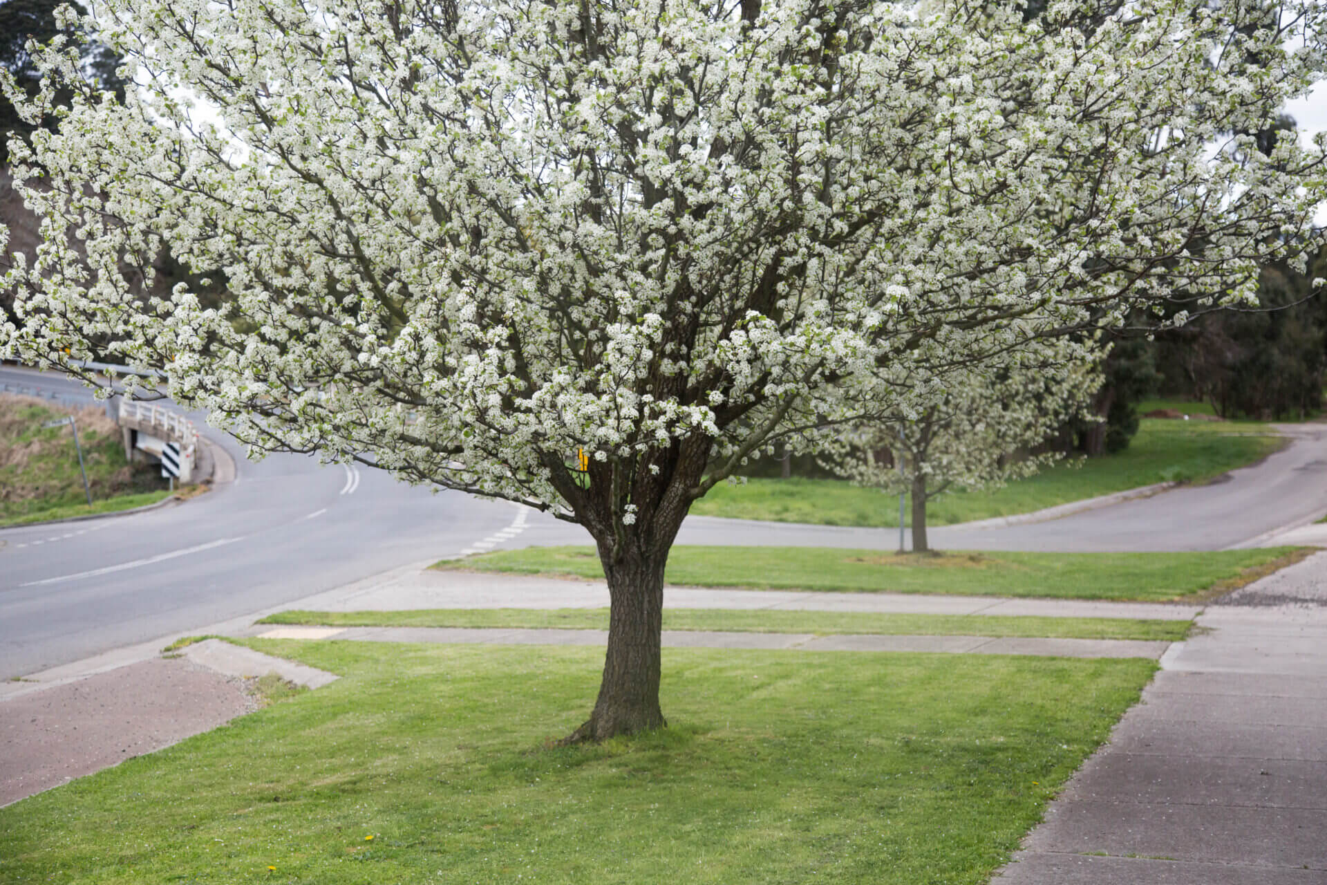 Pyrus 'Aristocrat' Ornamental Pear - Image 8