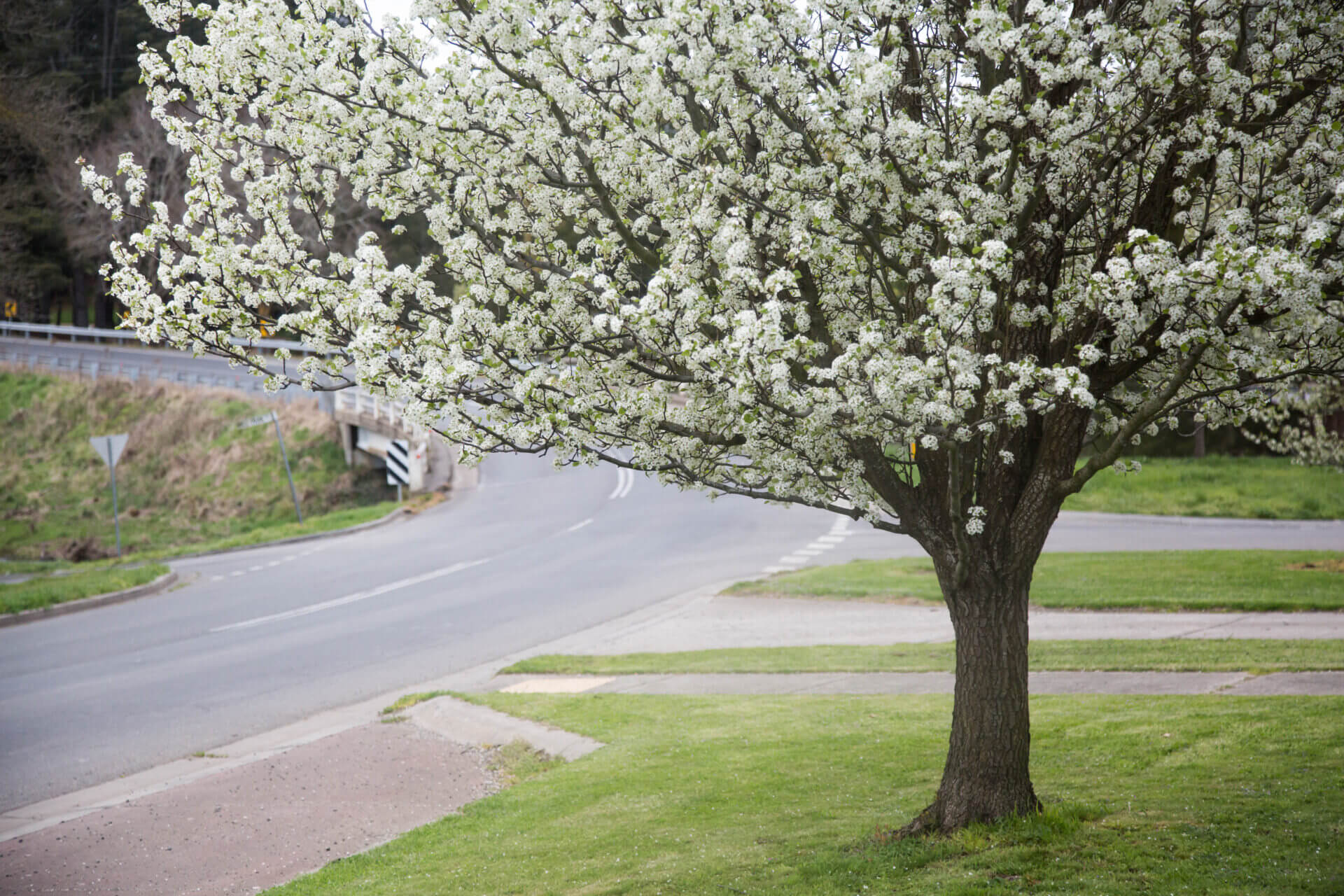 Pyrus 'Aristocrat' Ornamental Pear - Image 9