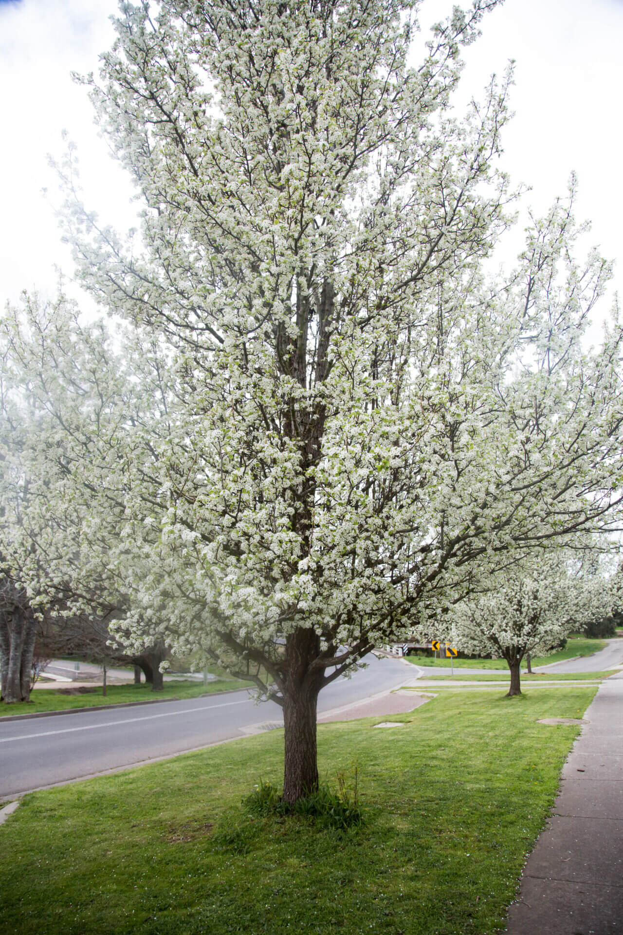 Pyrus 'Aristocrat' Ornamental Pear - Image 10