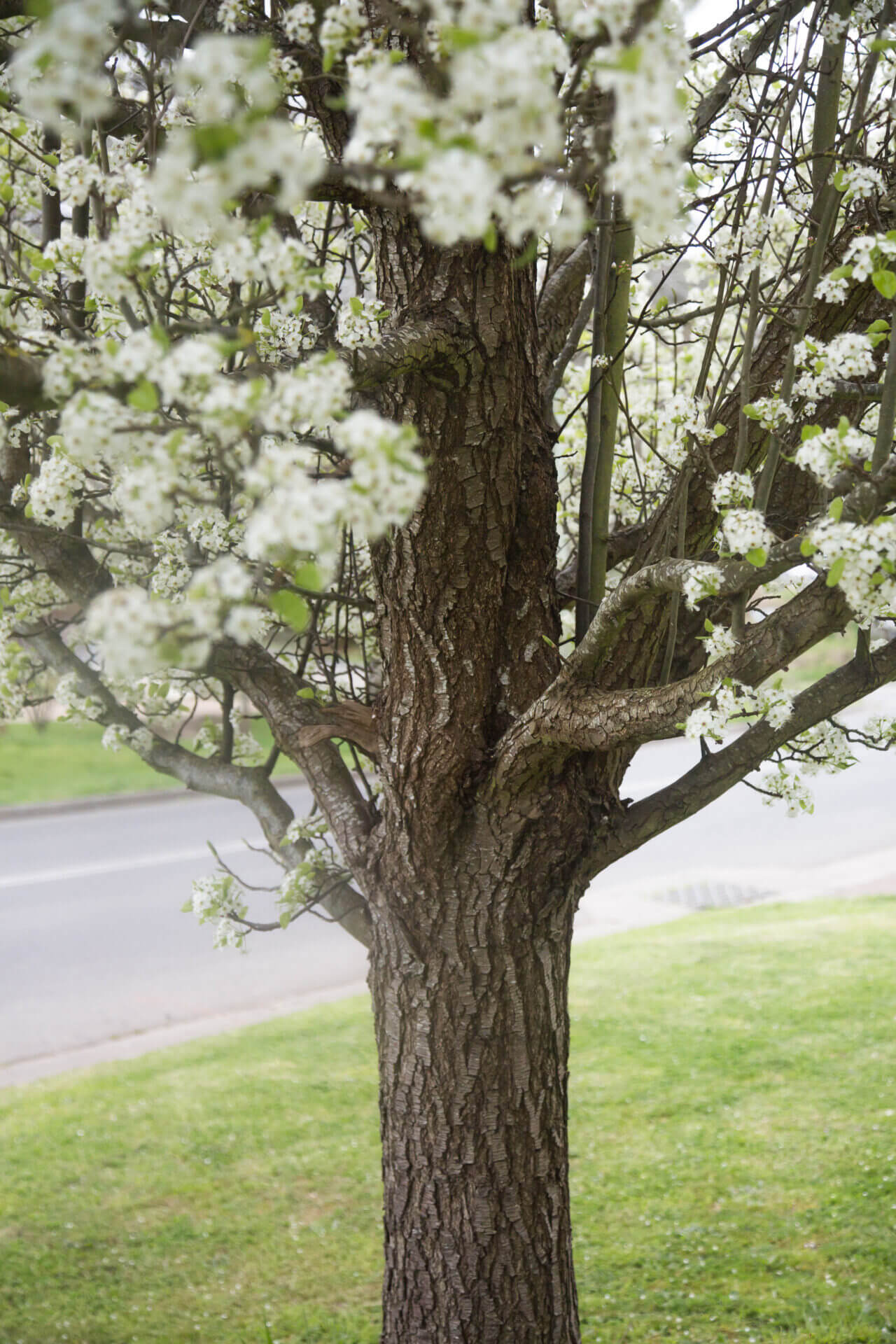 Pyrus 'Aristocrat' Ornamental Pear - Image 11